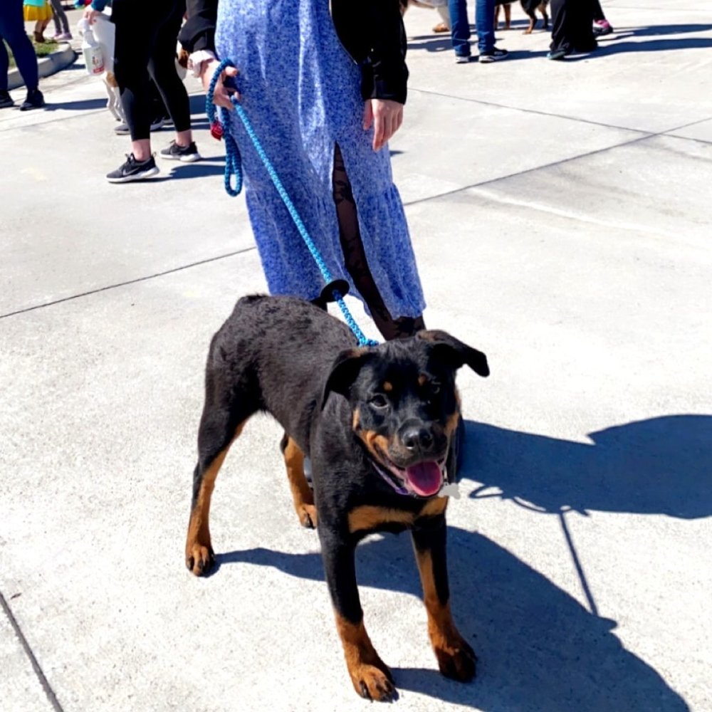 Meet your Posher, Lila